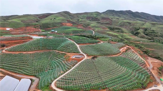 Đánh thức tiềm năng nông nghiệp trên cao nguyên Si Pa Phìn  (10/07/2024)